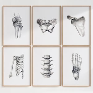 16 conjunto de osso esquelético humano em aquarela, pacote de arte de parede imprimível de quiropraxia abstrata, pinturas de impressão de arte ortopédica, arte de escritório médico