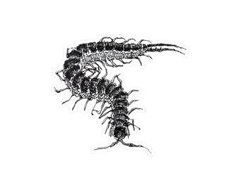 The Centipede Sticker | Bug Art by Penswrld, Scientific Illustration, Fine Line, Crosshatching Style, Bug Drawing, Nature Insect Sticker