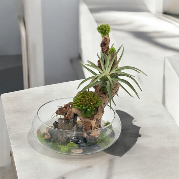 candle succulent Send a Succulent Gift - Succulent Candle Gift Box