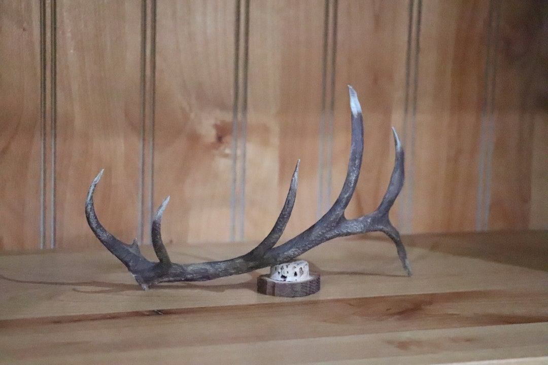 Elk Horn Etsy