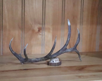 Elk horn