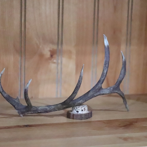 Elk horn