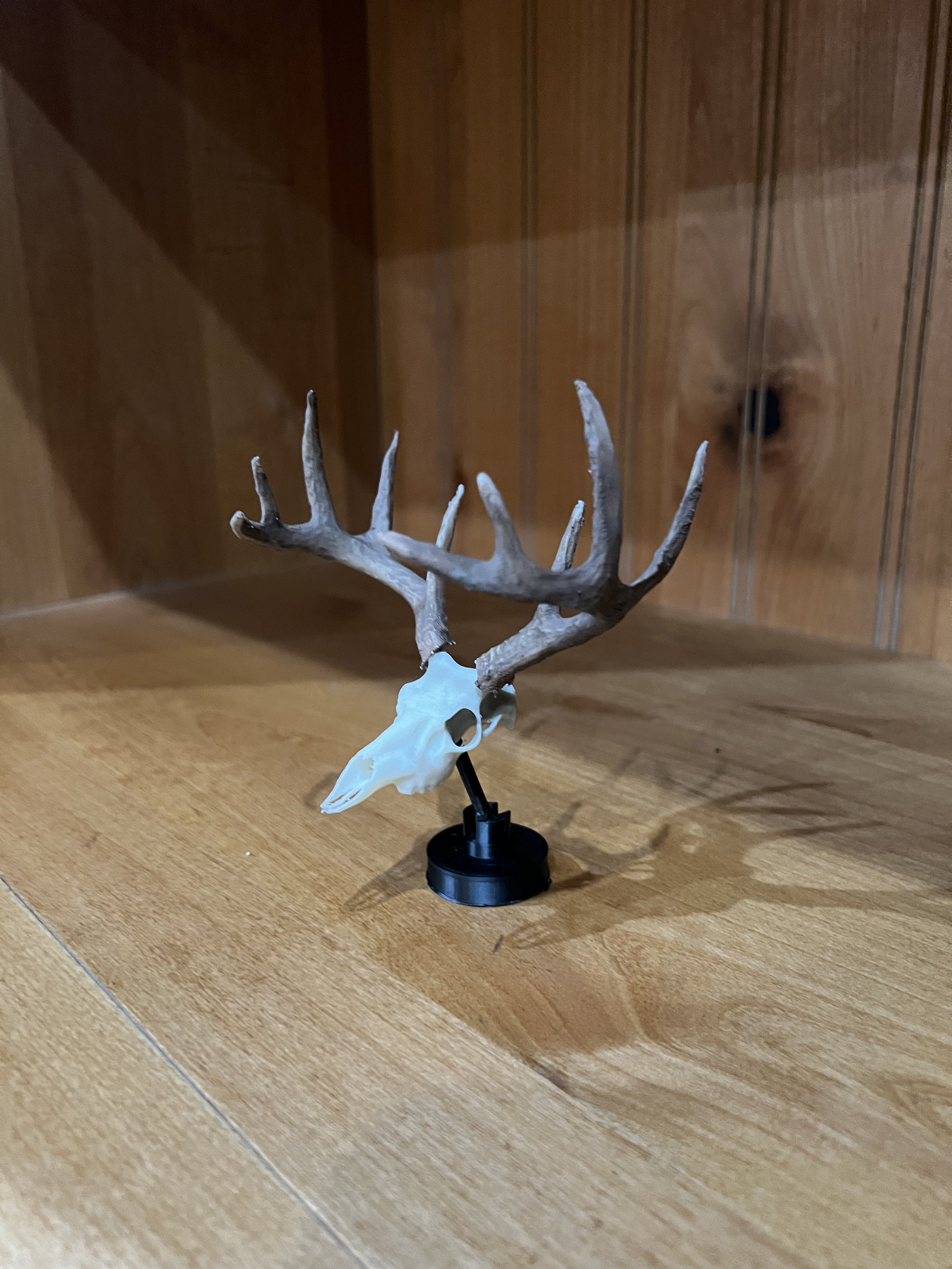 Eruo Mount Rabbit 3d Trophy Whitetail European Mount - Etsy