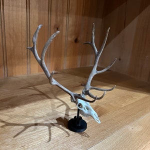 May include: A white deer skull with antlers mounted on a black stand. The antlers are long and curved, with a light brown color.