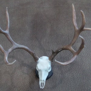 Puede incluir: Un cráneo de ciervo blanco con grandes cuernos marrones montados sobre una base negra.