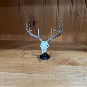 May include: A white deer skull with antlers mounted on a black stand. The skull is on a wooden surface.