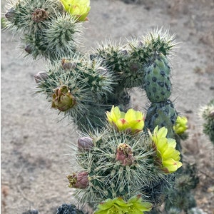 Stunning Silver Cholla Cactus- Unique Desert Decor