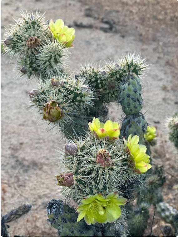 kaktus point münster Opuntia Jamaica verrückter weißer Kaktus – Monjungle main image 0