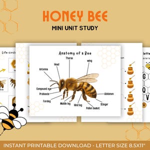 Honey Bee Mini Unit Study, Life cycle, Anatomy,Educational Activities for Preschool, Science,  Homeschool, Montessori, toddler worksheet