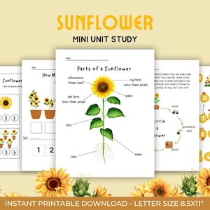 Sunflower Mini  Unit Study, Educational Activities for Preschool, Science, Life Cycle, Anatomy, Homeschool, Montessori,todler worksheet