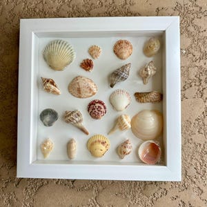 Sanibel Shadow Box
