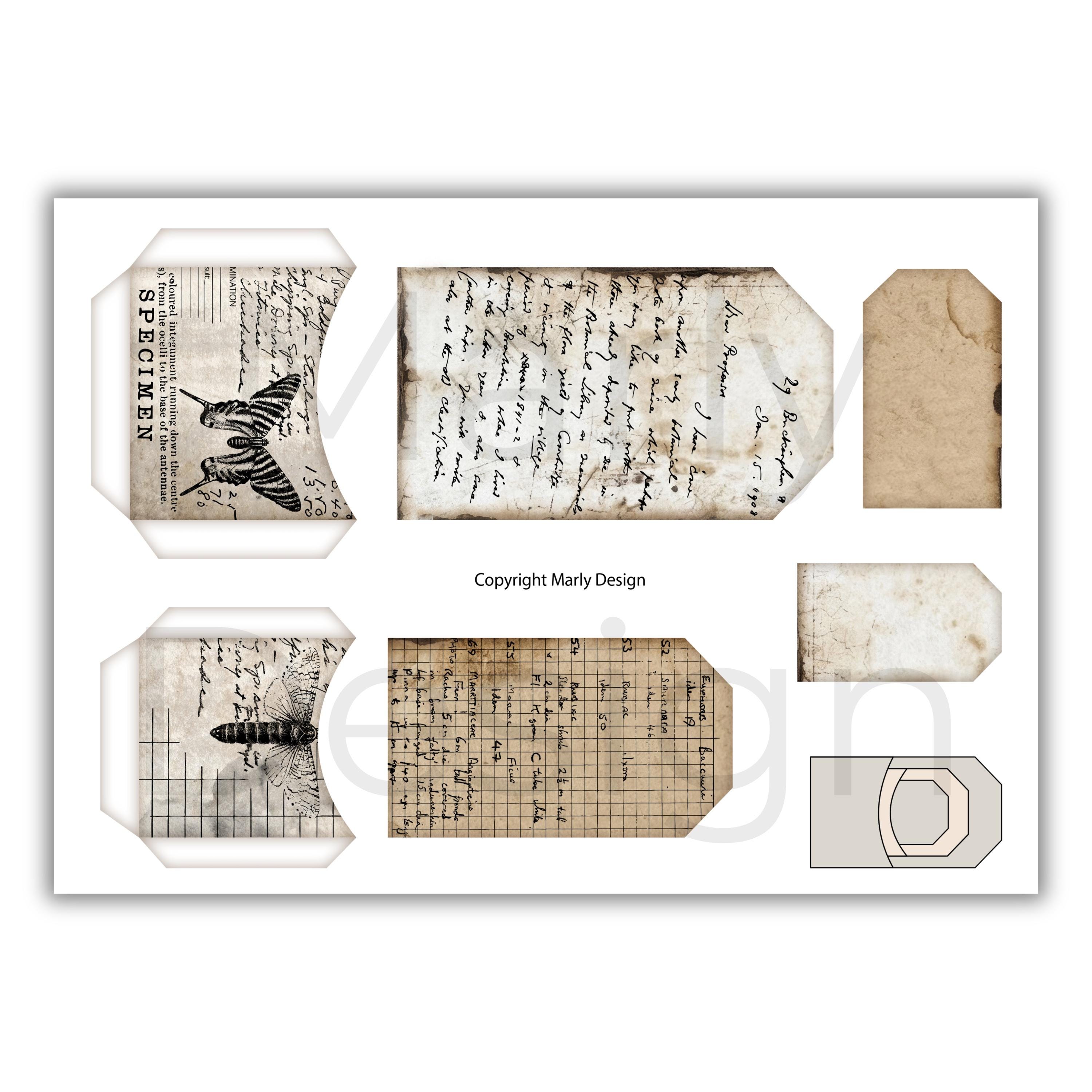 The Insect Archive Ephemera, Vintage Entomology Printable Cards Tags ...