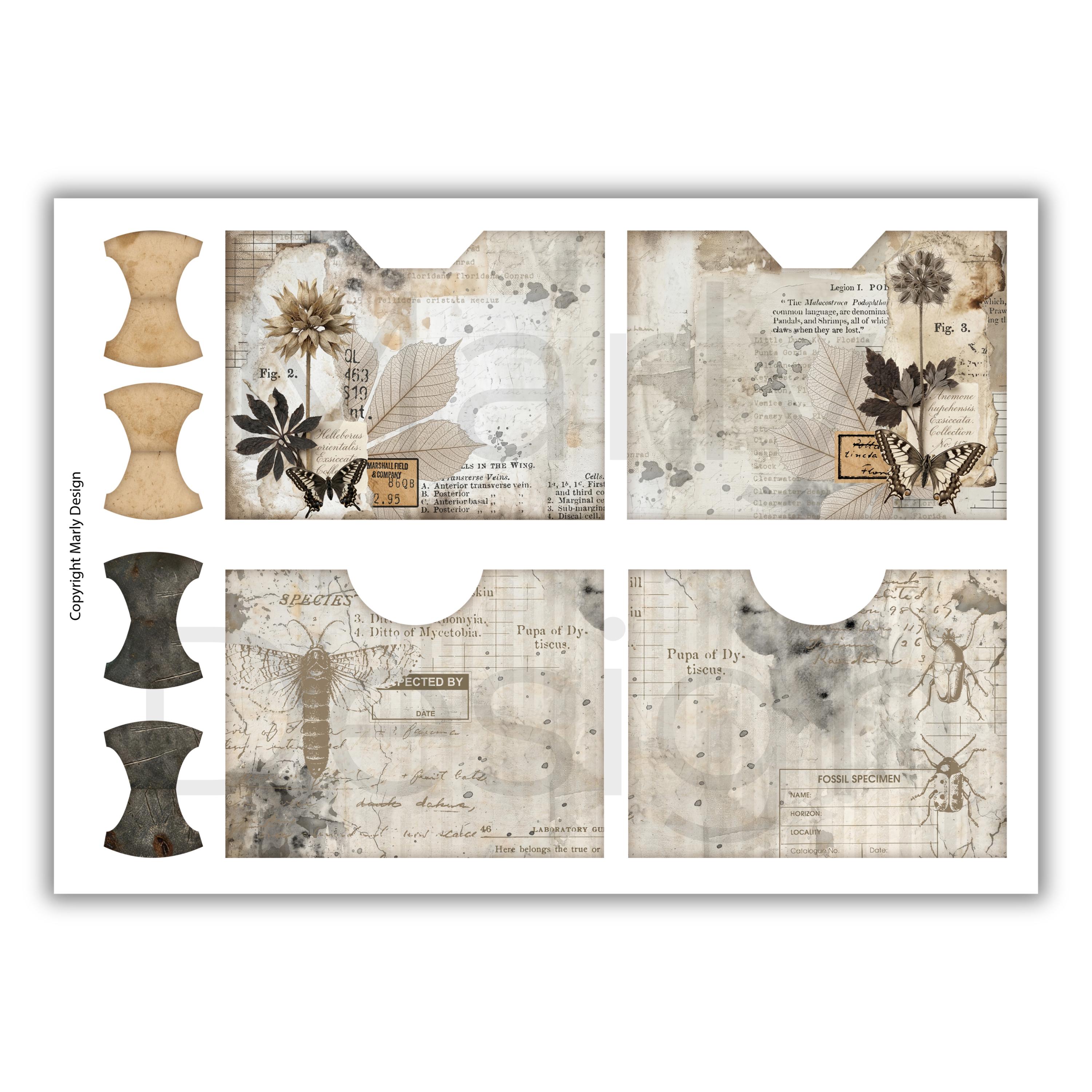 The Insect Archive Ephemera, Vintage Entomology Printable Cards Tags ...