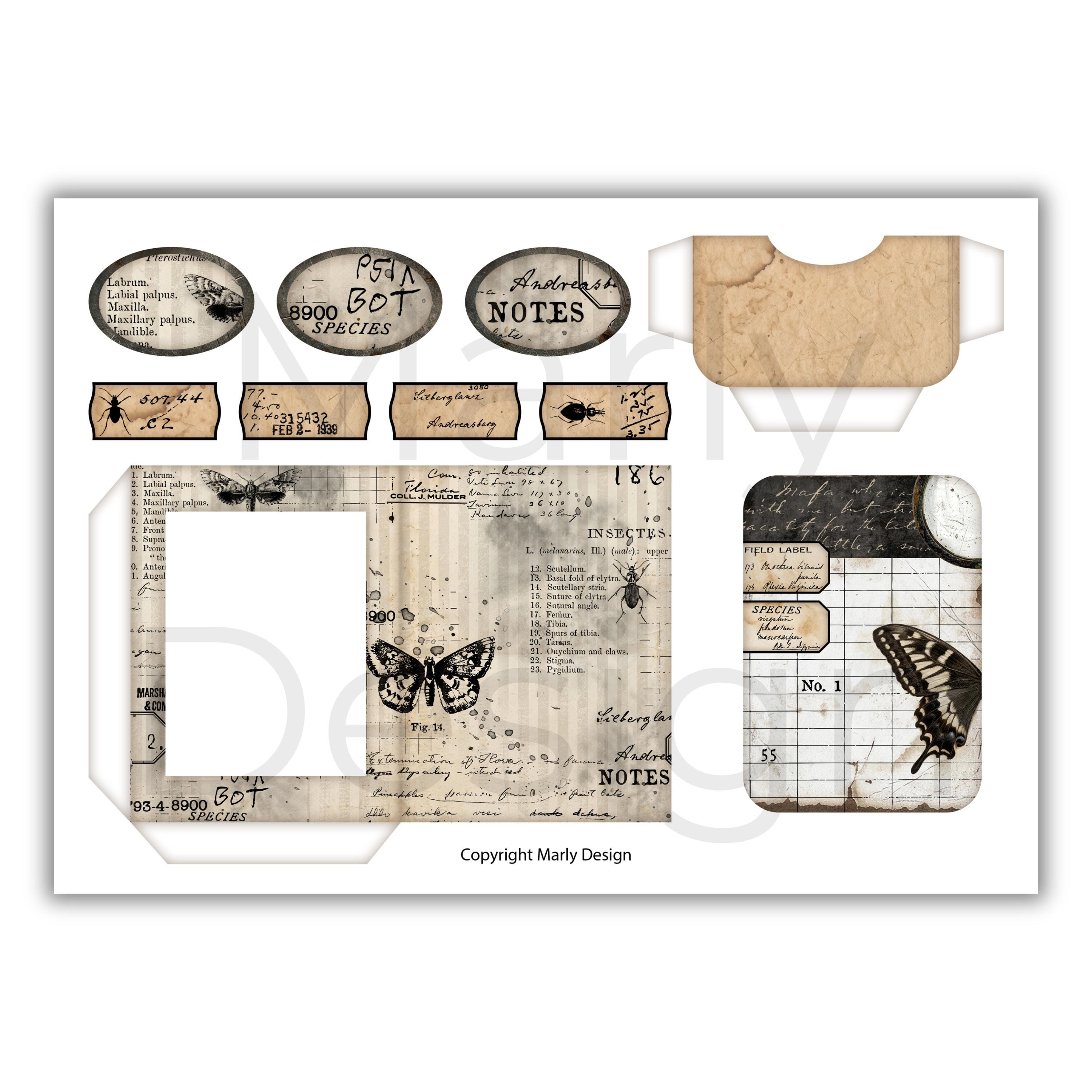 The Insect Archive Ephemera, Vintage Entomology Printable Cards Tags ...
