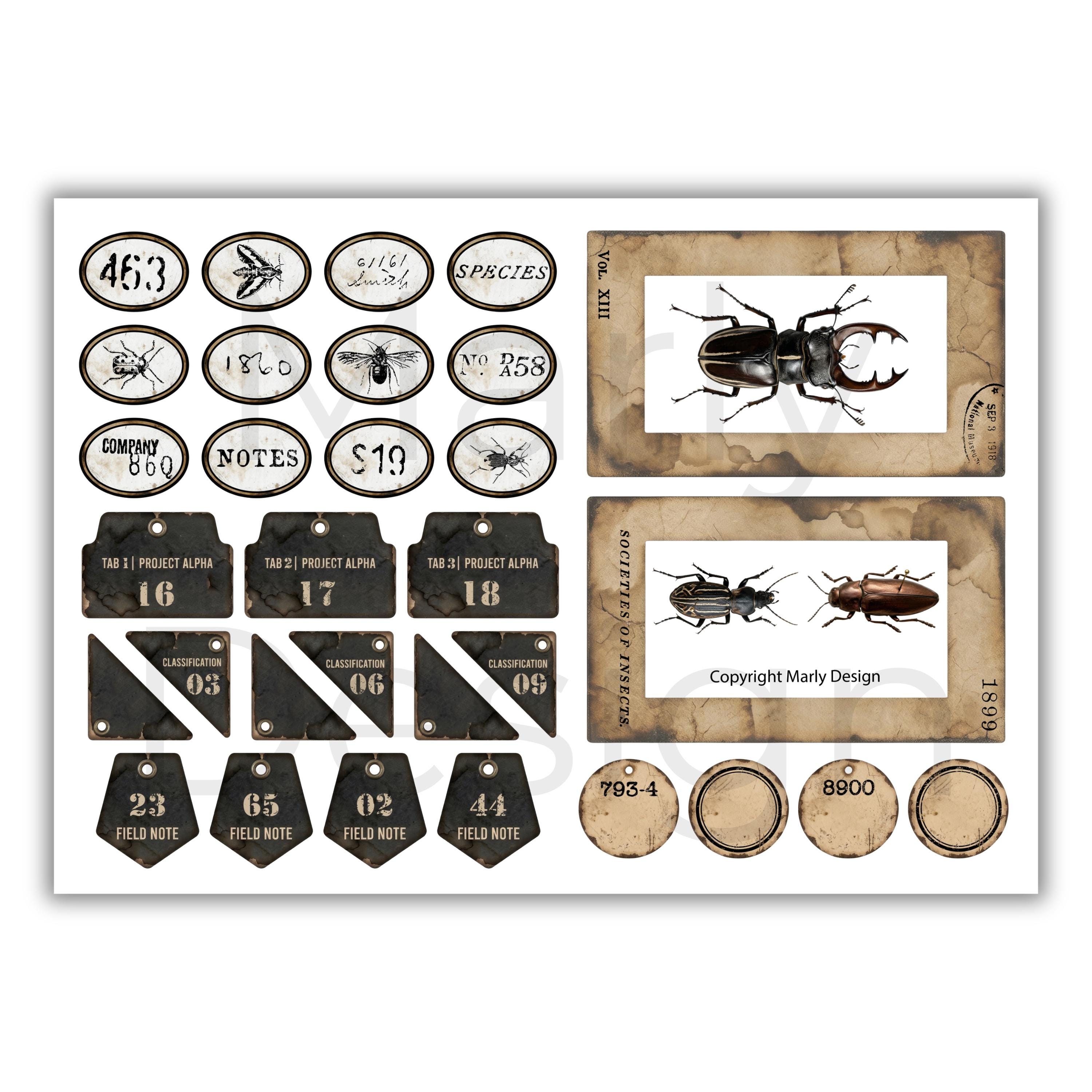 The Insect Archive Fussy Cut Vol.1, Vintage Entomology Cutouts ...