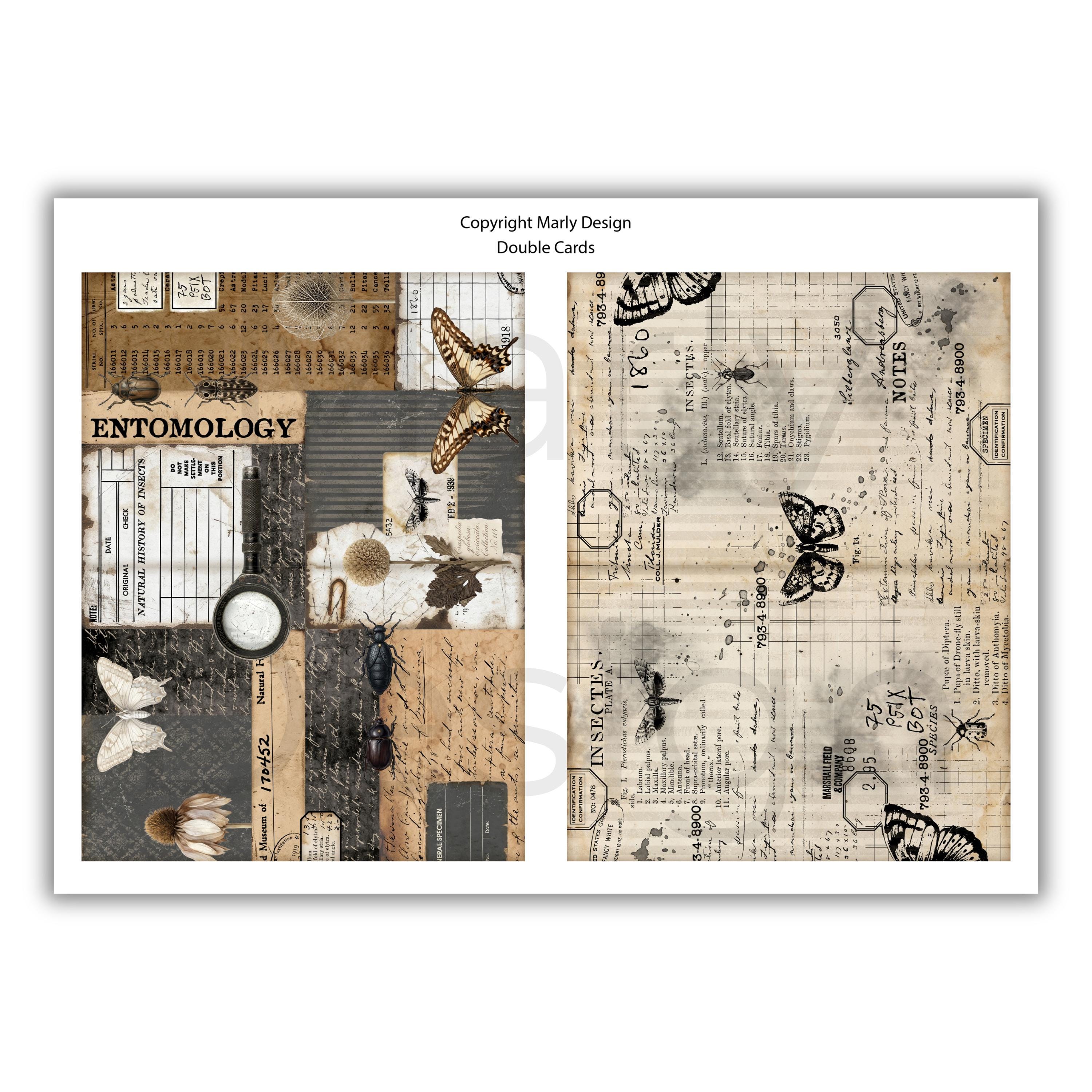 The Insect Archive Ephemera, Vintage Entomology Printable Cards Tags ...