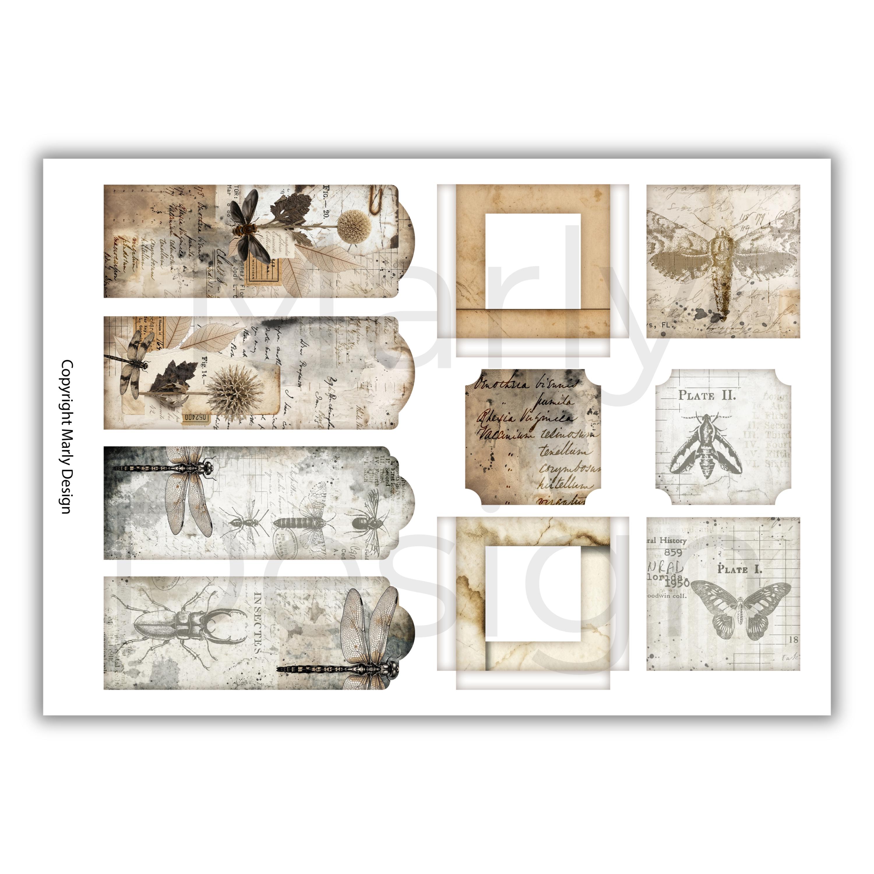 The Insect Archive Ephemera, Vintage Entomology Printable Cards Tags ...