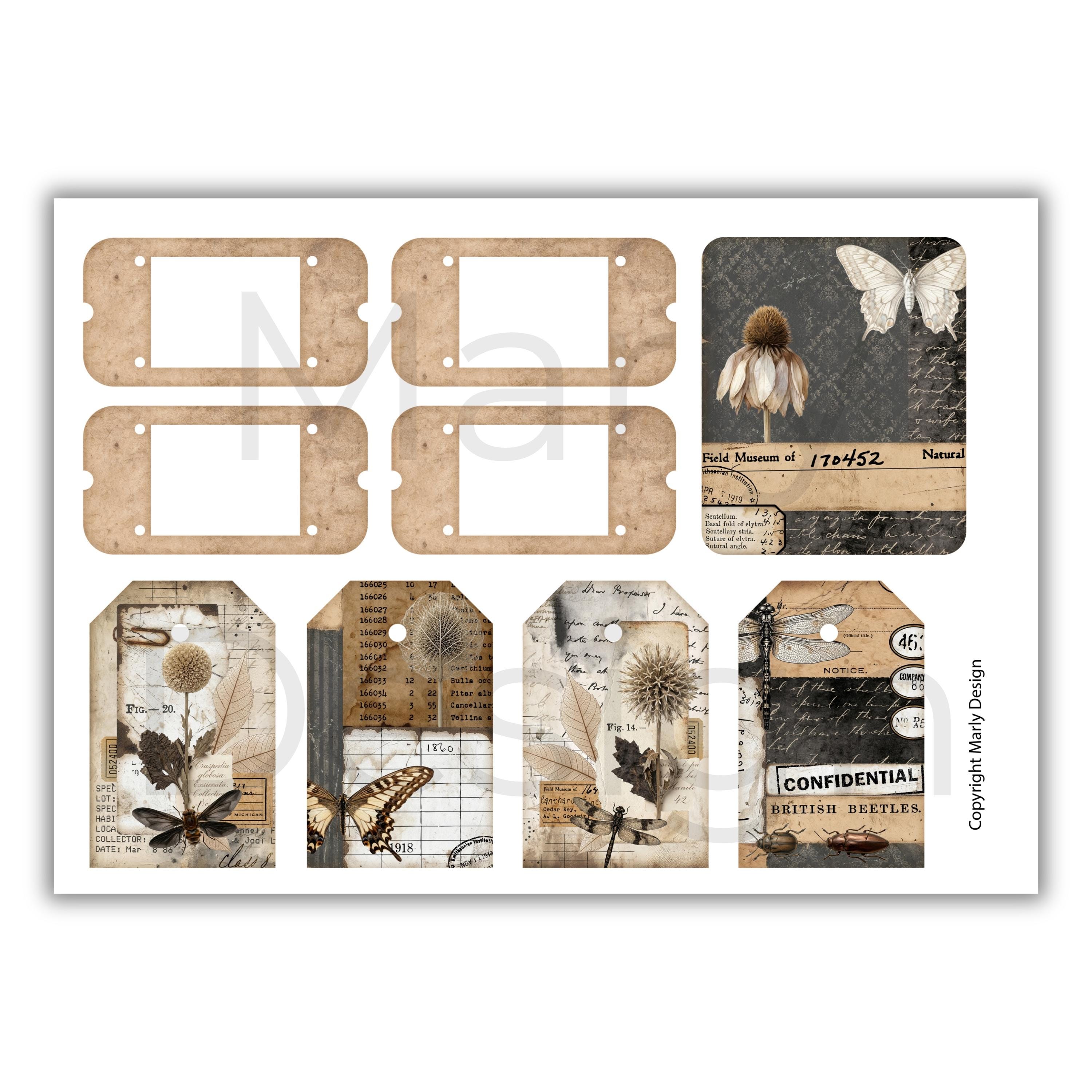 The Insect Archive Ephemera, Vintage Entomology Printable Cards Tags ...
