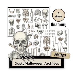 May include: A set of three printable sheets featuring detailed anatomical illustrations of human skulls, rib cages, spines, teeth, and various bones. The collection includes the text "3 sheets", "Anatomy", "PRINTABLE", and "Dusty Halloween Archives".