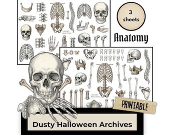 Dusty Halloween Archives Anatomy, Printable Ephemera Kit, Vintage Skeleton Skull Clipart, Halloween Junk Journal Pages