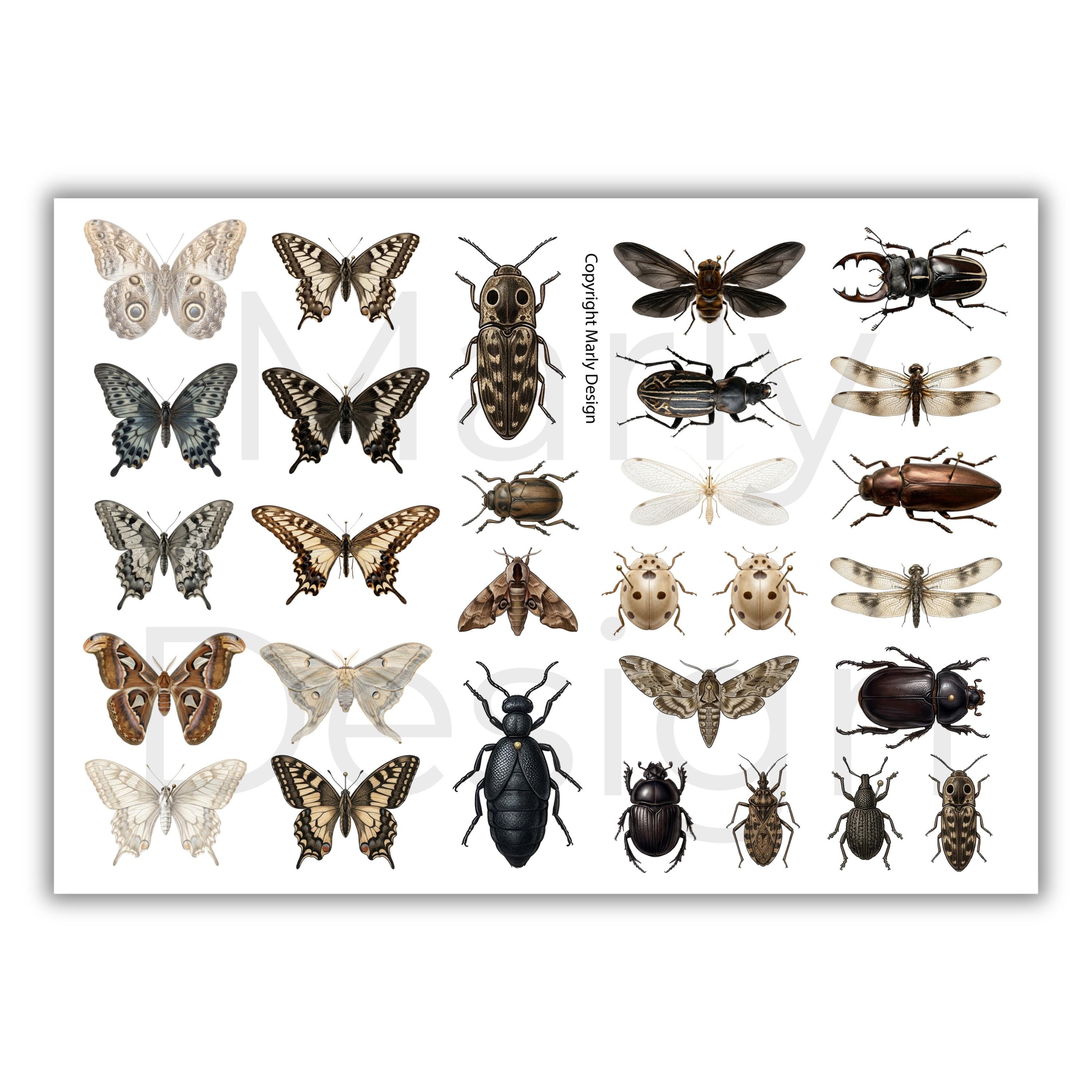 The Insect Archive Fussy Cut Vol.1, Vintage Entomology Cutouts ...