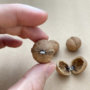 Puede incluir: Una cáscara de nuez marrón con una bisagra plateada, sostenida entre los dedos. La nuez está parcialmente abierta, revelando el interior. Varias otras nueces están en el fondo.