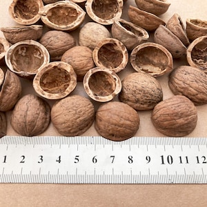 10 Pair/25 Mini Walnut Shell Halves Natural Decoration Crafting Organic Ornament Crafts Supplies 0,8&quot;-1,1&quot; walnut shells for decorations