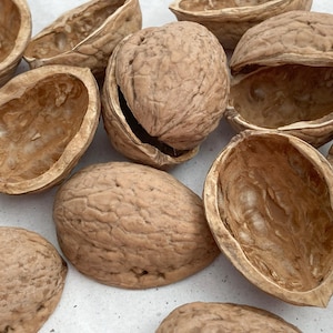 May include: A collection of walnut shells, some split open, revealing the smooth, light brown interior. The shells are arranged on a white surface.