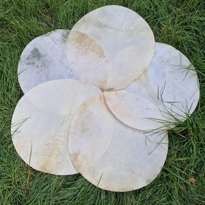 Op de afbeelding: Zes witte ronde trommelvellen in verschillende maten zijn in een cirkel op een bed van groen gras gerangschikt.