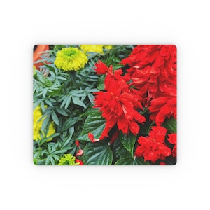 May include: A close-up of red and yellow flowers in bloom. The red flowers are in the foreground and the yellow flowers are in the background. The flowers are surrounded by green leaves.