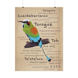 Torogoz/ Guardabarranco / Tolobojo Ceja-Turquesa / Pájaro Toh - Textured Matte Posters