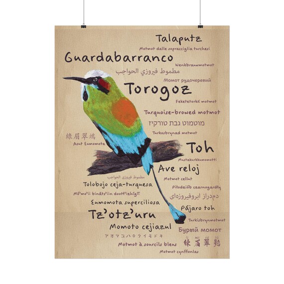 Torogoz/ Guardabarranco / Tolobojo Ceja-Turquesa / Pájaro Toh - Textured Matte Posters
