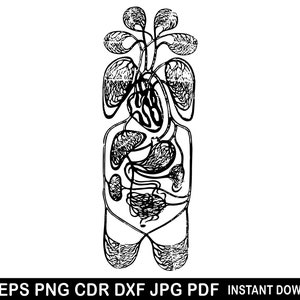 Liver Lungs Heart Kidneys Intestines Organs Anatomy Medicine Doctor Svg Eps Png Dxf Vector Cricut Clipart Silhouette Decor Decal Logo