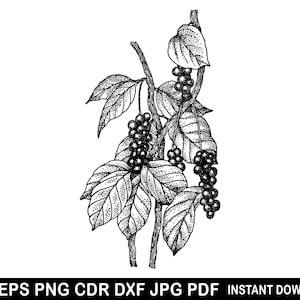 Wine Svg, Grape Vine Clipart, Wine Logo, Drinking Grapevine Silhouette, Wine Lover Eps, Wine Cutting, Wine Cricut, Wine Silhouette