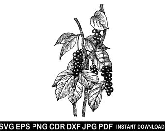 Vino Svg, Clipart de Vid, Logotipo de Vino, Silueta de Vid Bebiendo, Eps para Amantes del Vino, Corte de Vino, Cricut de Vino, Silueta de Vino