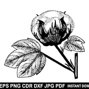 Cotton Svg | Cotton Boll Silhouette | Cotton Clipart | Cotton Plant Vector | Flower Line Art | Cutting Files for Cricut