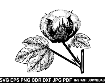 Cotton Svg | Cotton Boll Silhouette | Cotton Clipart | Cotton Plant Vector | Flower Line Art | Cutting Files for Cricut