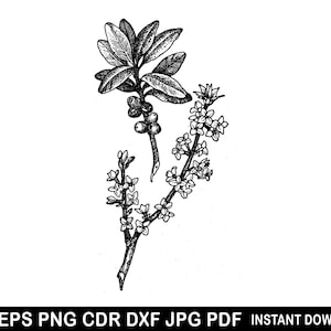 Olivo Svg, Dibujo de olivo, Clipart de olivo, Clipart de árbol, Svg de contorno de olivo, Diseño de olivo, Svg de tapas, Clipart de rama de olivo en acuarela
