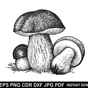 Puede incluir: Dibujo en blanco y negro de dos setas. La seta más grande tiene un sombrero ancho y abovedado y un tallo grueso. La seta más pequeña está anidada en la base de la más grande.