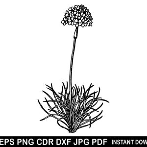 Green Onion Svg, Onion Clipart, Vegetable Cricut, Onion Cutting, Farm Eps, Plant Clipart, Garden Png, Green Onion Logo