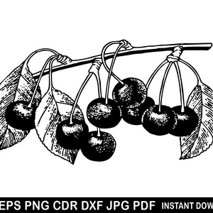 Ciliegia SVG PNG EPS, Clipart di frutta, Illustrazione vettoriale di ciliegie disegnate a mano, File di incisione laser