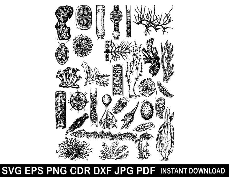Microbe Biofactory Svg Organism Svg, Microbe Eps, Virus Png, Mushrooms Dxf, Spores Clip Art ...