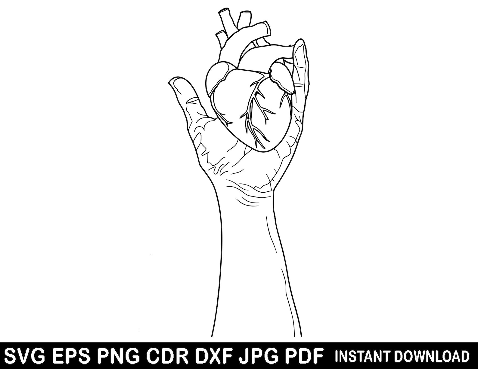 Cardiology Anatomy Heart Hand Svg Eps Png Dxf Jpg Pdf, Anatomical Heart ...
