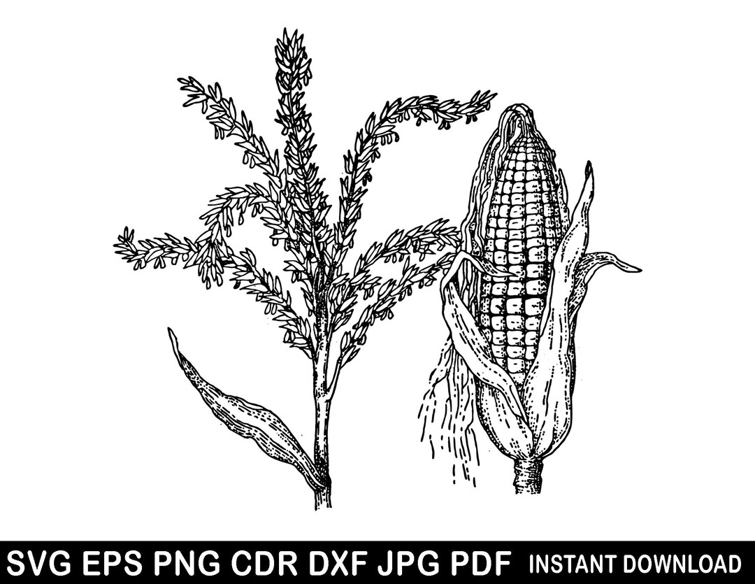 Rustic Corn Svg Corn Svg Eps Png Dxf, Corn Cricut, Corn Clipart, Farm Svg, Vegetable ...