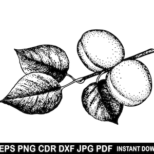 Walnut Svg, Walnuts Eps, Nuts Png, Walnut Cricut, Walnut Clipart, Walnut Vector, Walnut Silhouette, Dry Fruits Svg