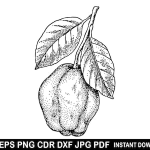 May include: A black and white line drawing of a guava fruit with leaves. The guava is depicted with a stippled texture.