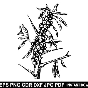 Olivo Svg, Dibujo de olivo, Clipart de olivo, Clipart de árbol, Svg de contorno de olivo, Diseño de olivo, Svg de tapas, Clipart de rama de olivo en acuarela