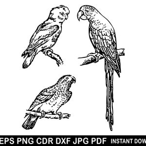 Adorable Parrot Svg, Bird Portrait Eps, Pet Png, Macaw Silhouette, Cricut Cnc Laser Vinyl Cutter Decal Sticker T-shirt File