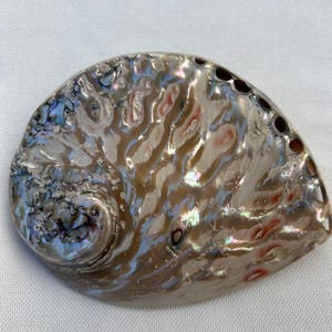 Peut inclure: Une grande coquille d'ormeau irisée avec un motif tourbillonnant de brun, blanc et bleu. La coquille a une surface lisse et polie et une forme légèrement incurvée.