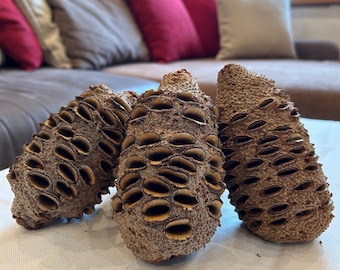Banksia Grandis, Banksia Cone, Banksia Zapfen, Zapfen, Exotischer Zapfen, Naturzapfen, Banksia Schoten, Schoten, Naturdeko, Insektenhotel